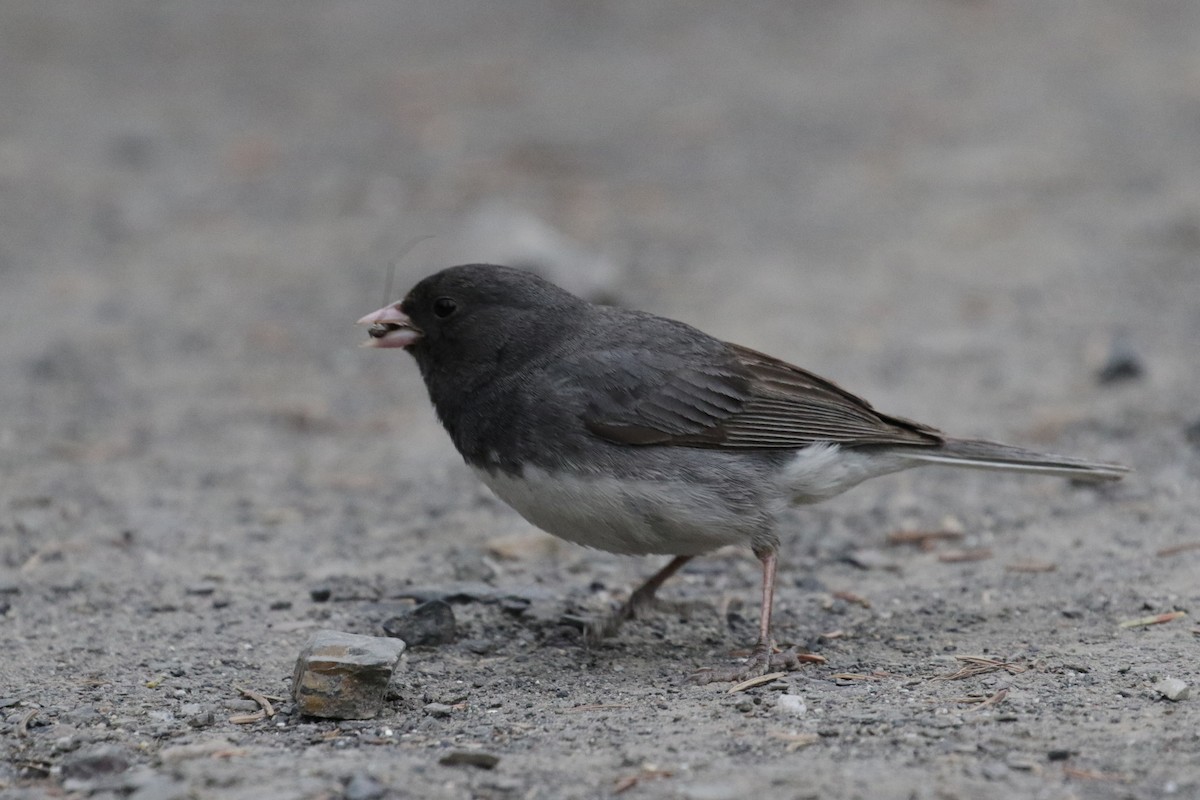 Junco Ojioscuro (hyemalis/carolinensis) - ML188034571