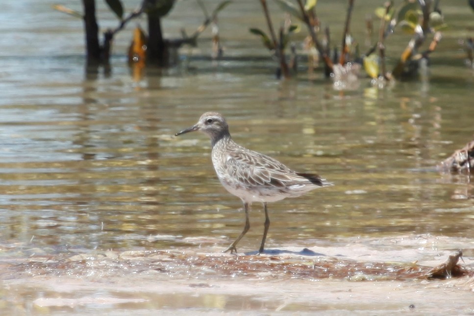 Sharp-tailed Sandpiper - ML188036531