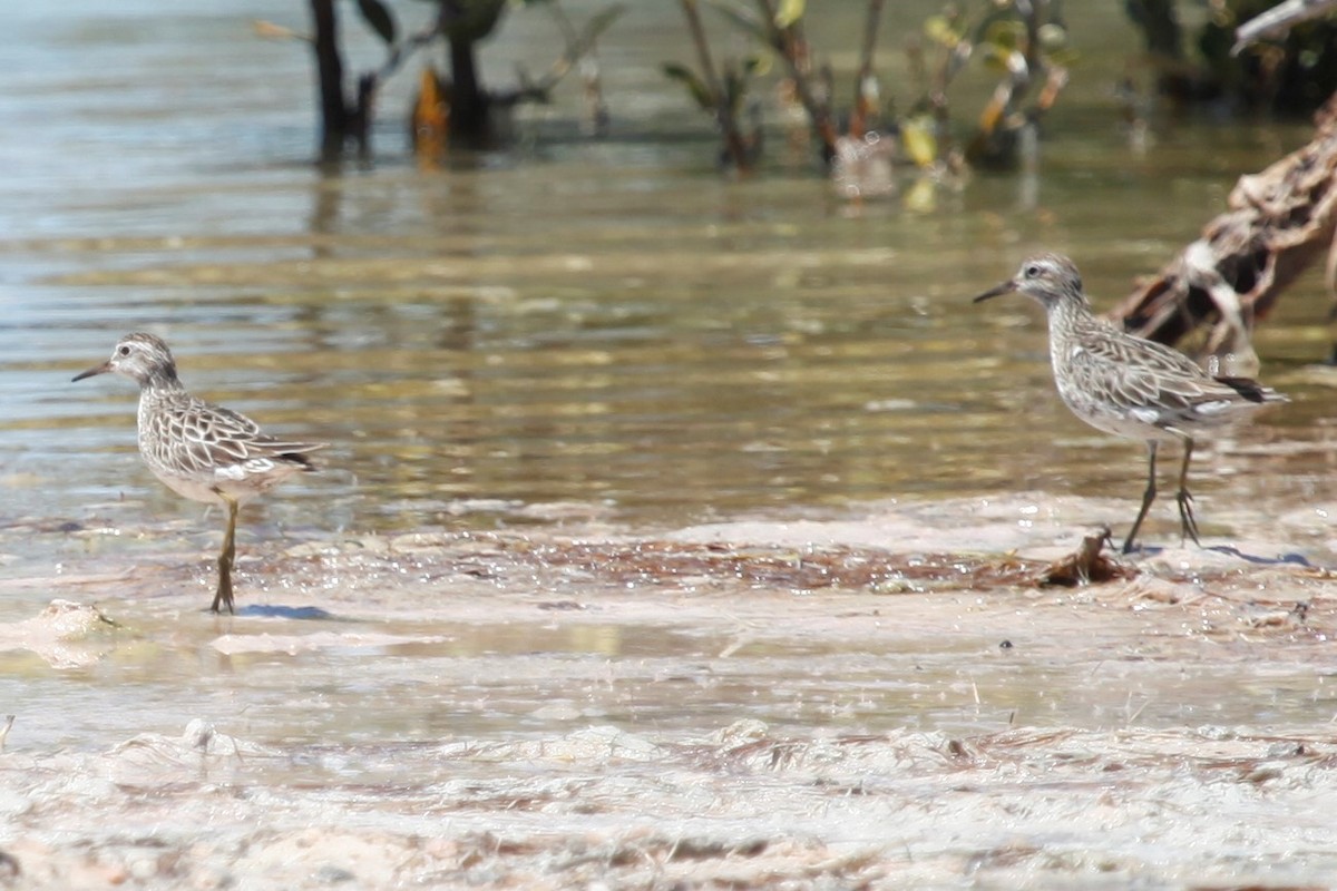 Sharp-tailed Sandpiper - ML188036541