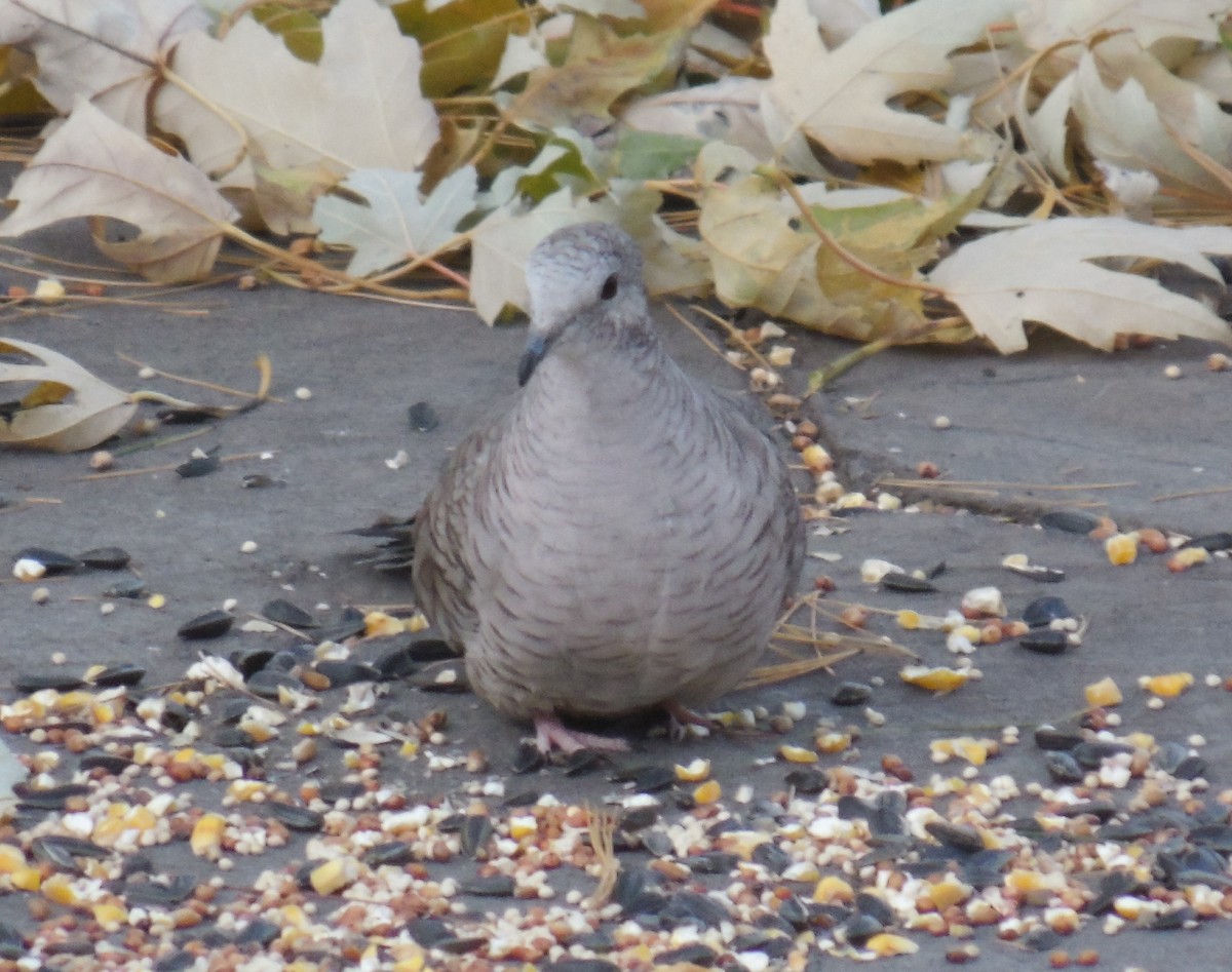 Inca Dove - ML188036751