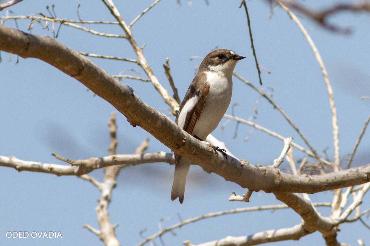 European Pied Flycatcher - ML188037051