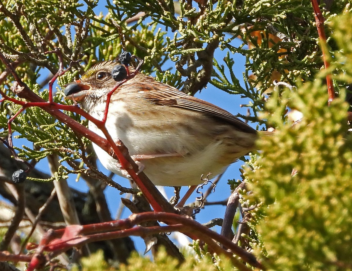 Passerellidae sp. (sparrow sp.) - ML188037211