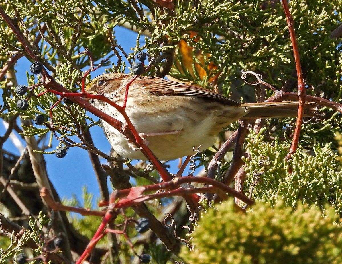 new world sparrow sp. - Aubrey Merrill