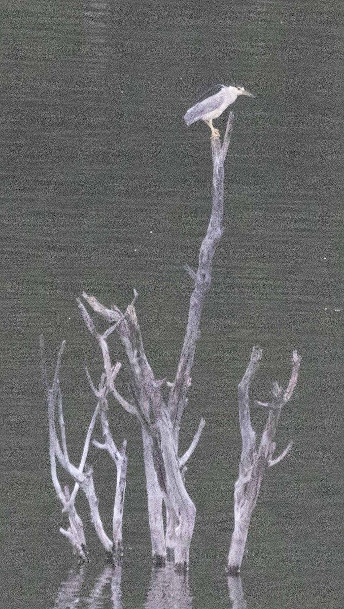 Black-crowned Night Heron - ML188037781