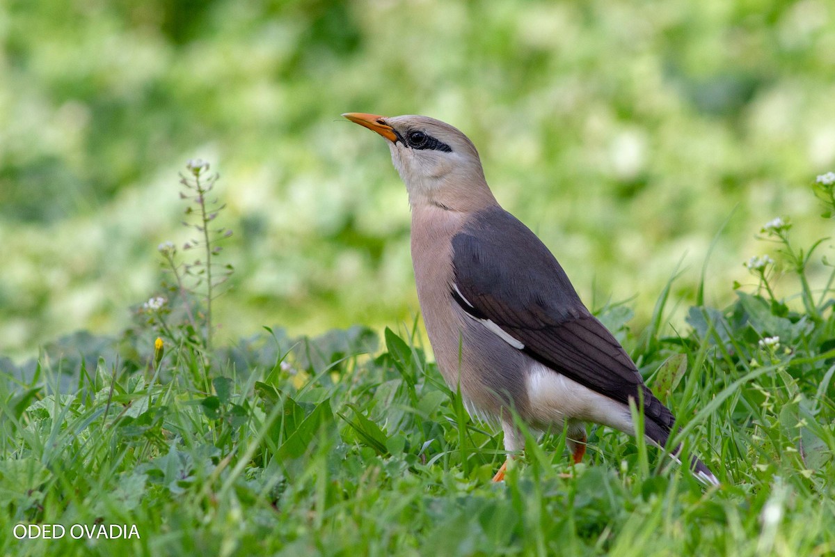 Vinous-breasted Myna - Oded Ovadia