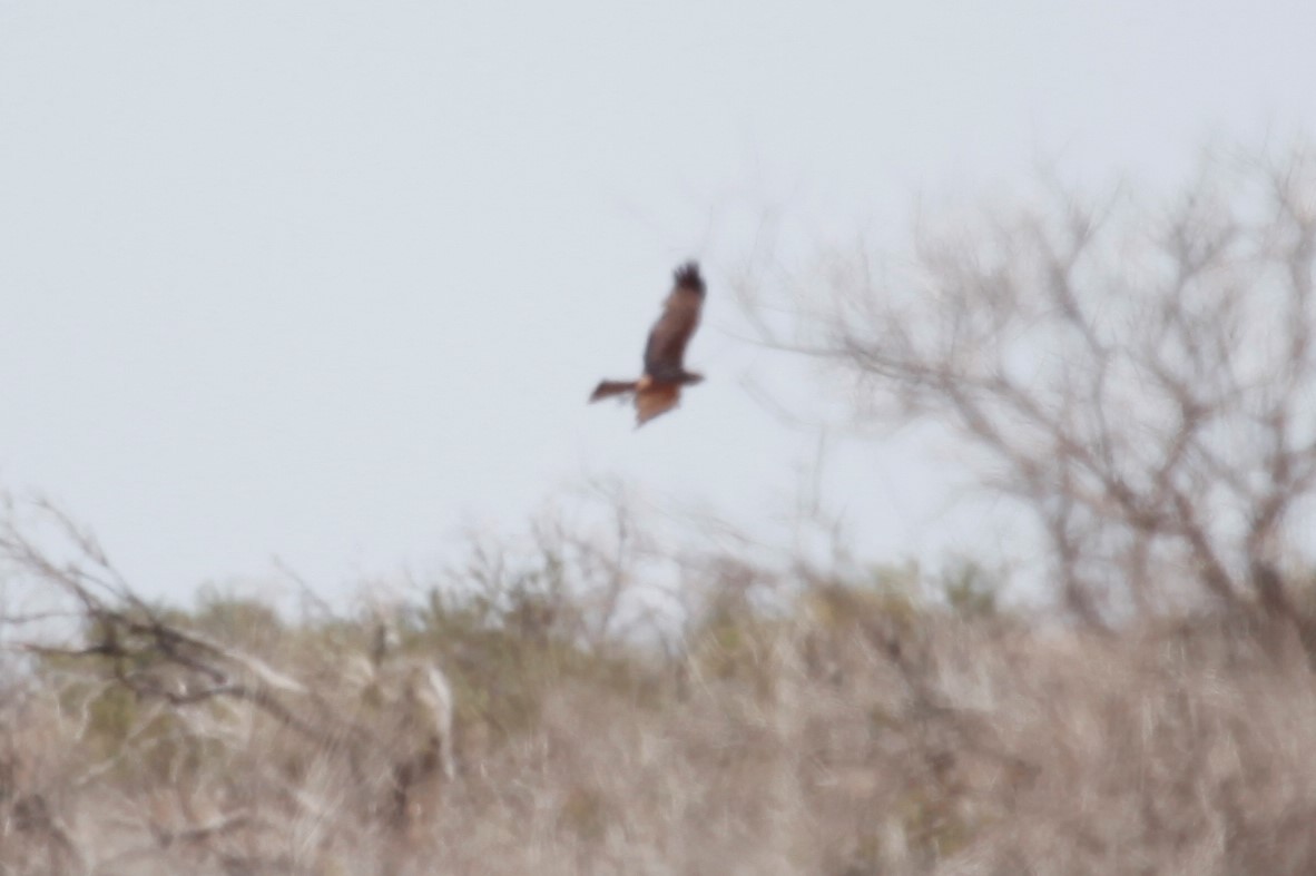 Aguilucho Moteado - ML188039081