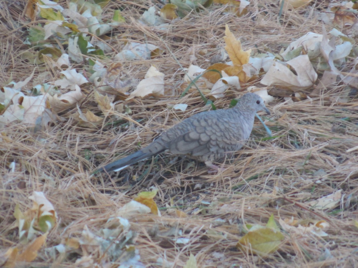 Inca Dove - ML188039431