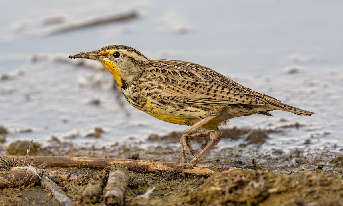 Western Meadowlark - ML188039631