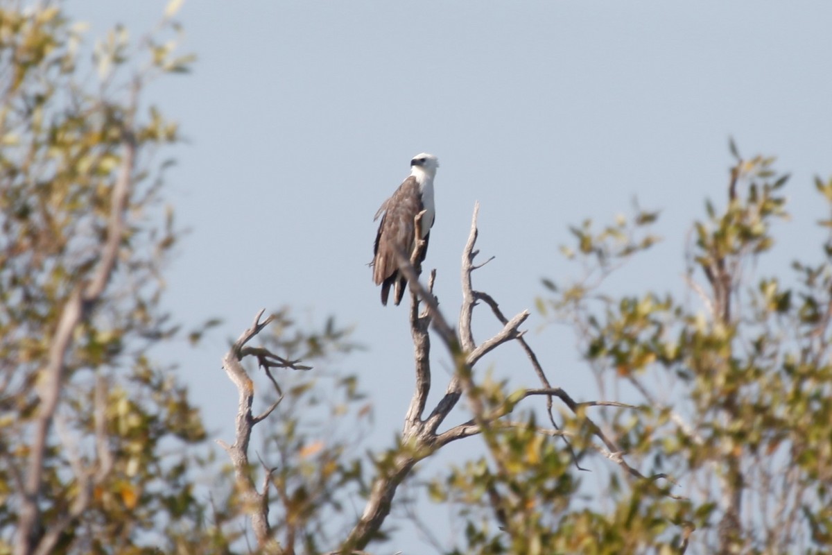 White-bellied Sea-Eagle - Liam Correy