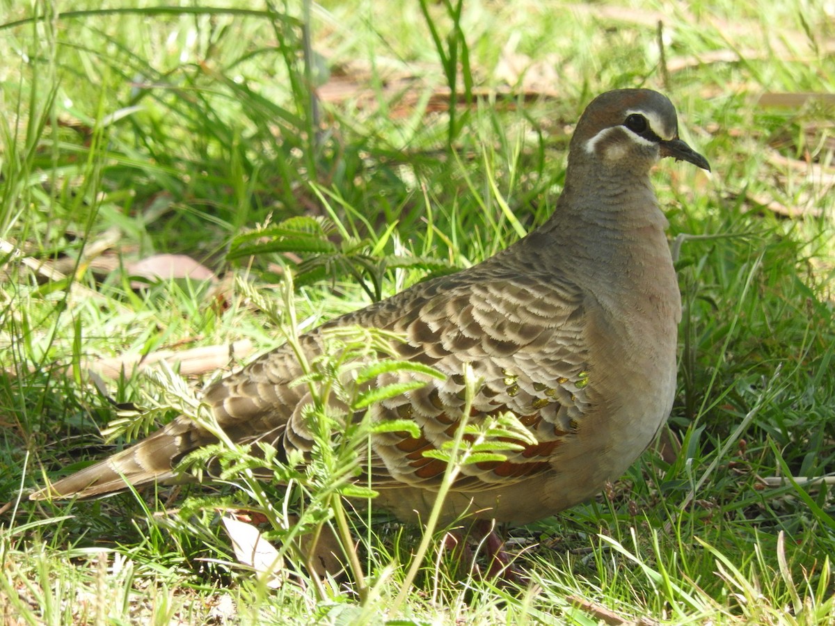 Common Bronzewing - George Vaughan