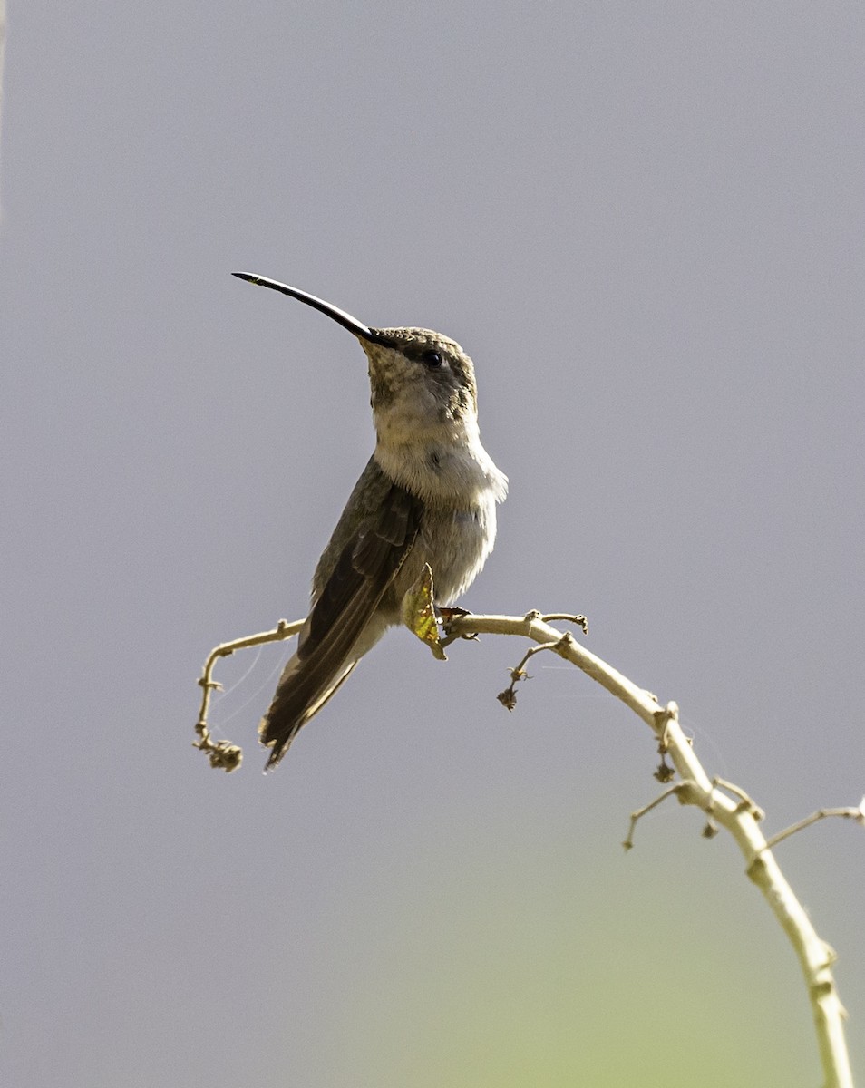 Oasis Hummingbird - ML188042451