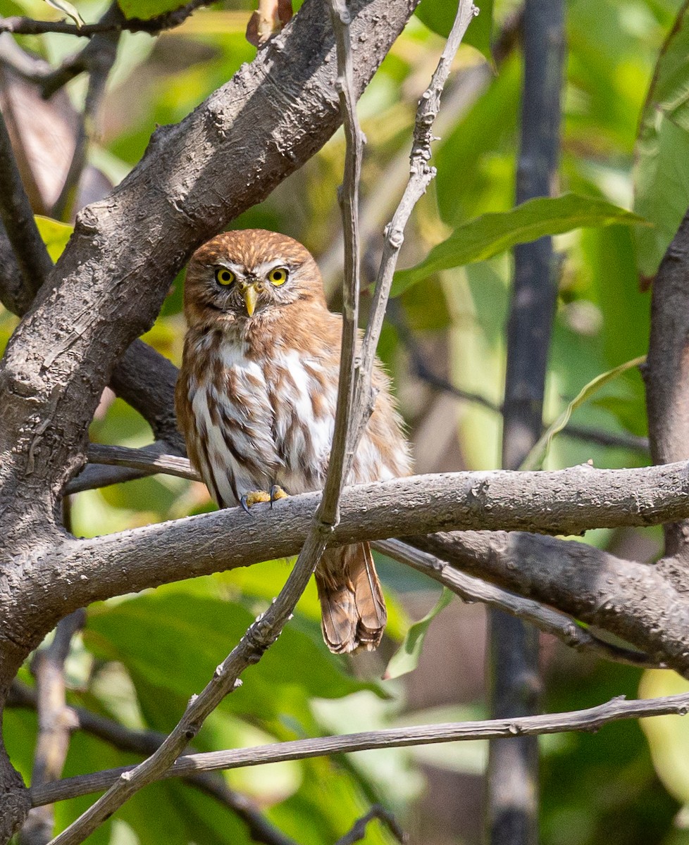 Peruvian Pygmy-Owl - ML188042501