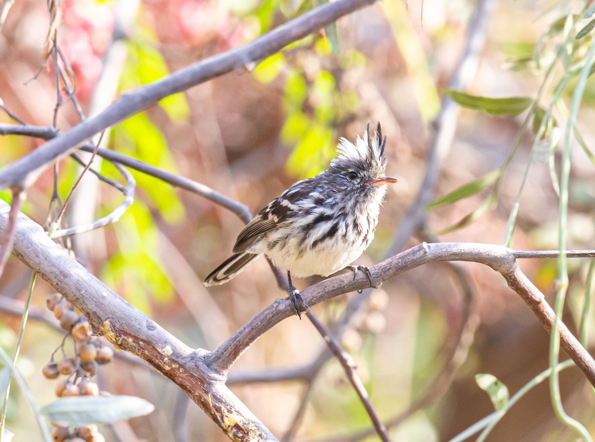 Pied-crested Tit-Tyrant - ML188043221