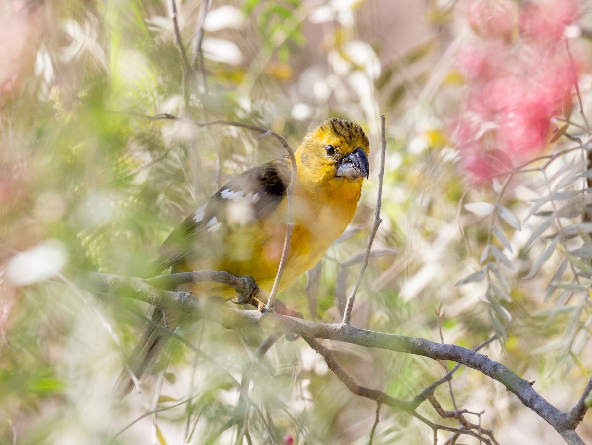 Golden Grosbeak - ML188043371