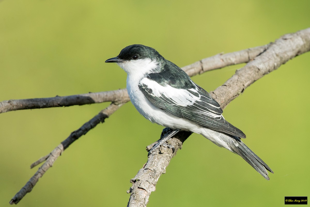 White-winged Triller - ML188043611