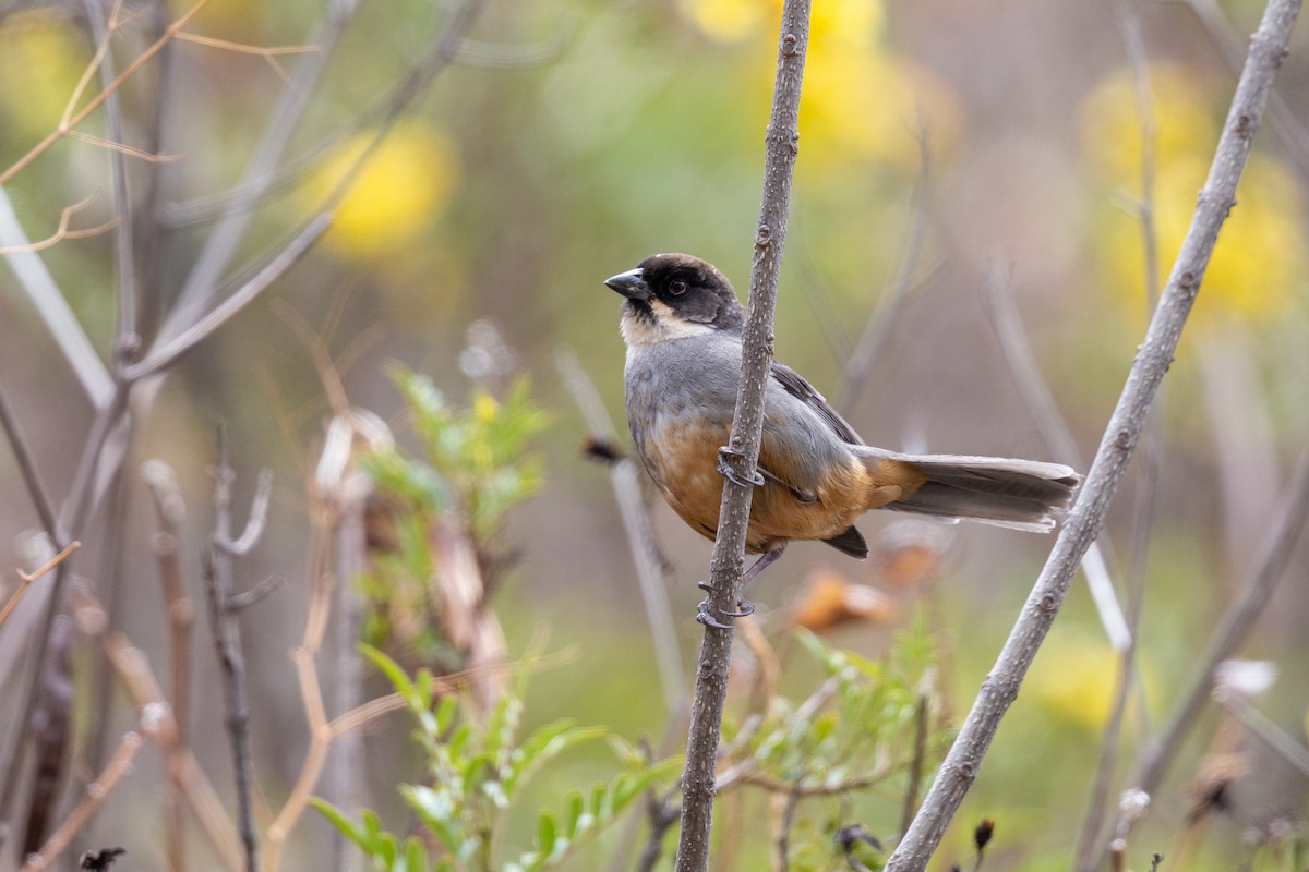 Rusty-bellied Brushfinch - ML188043631