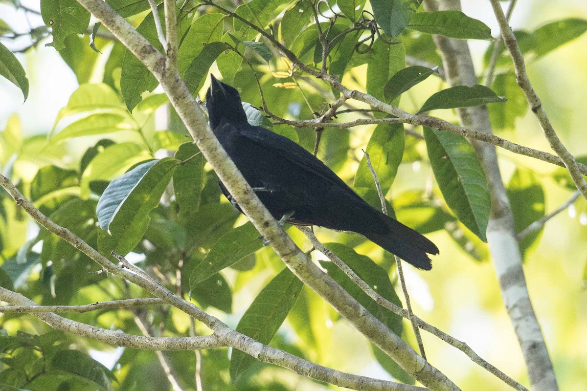 Black Cicadabird - Eric VanderWerf