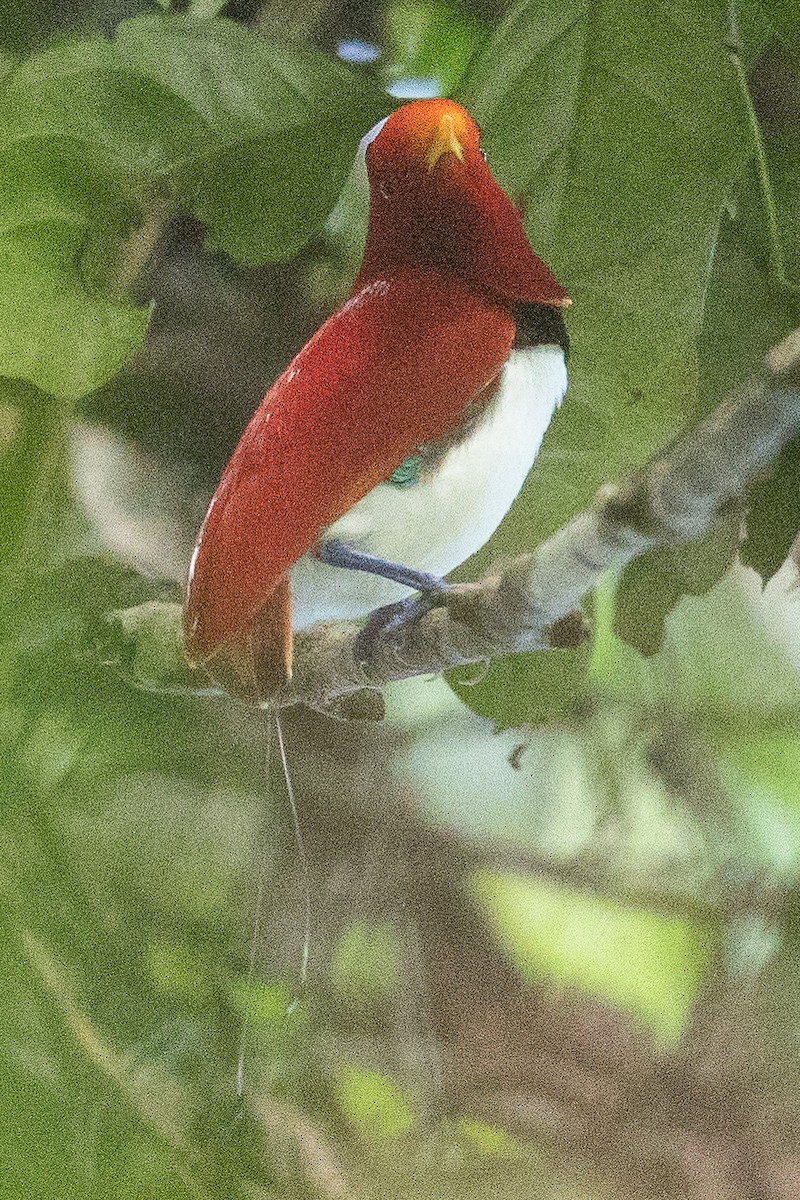 King Bird-of-Paradise - Eric VanderWerf