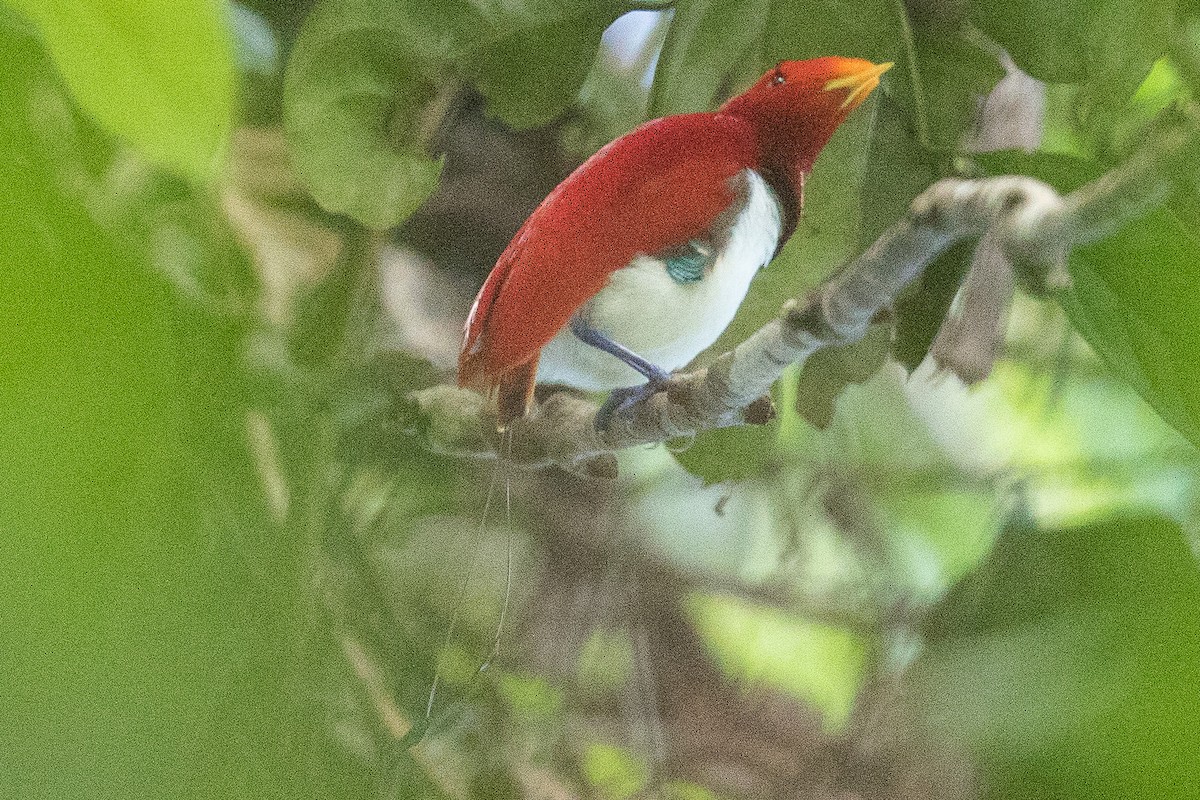 Königsparadiesvogel - ML188044751