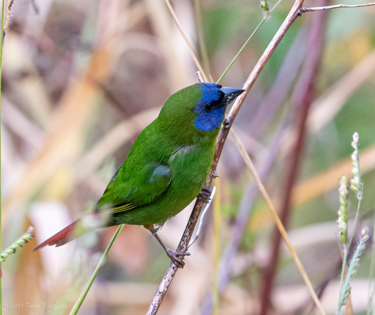 Blue-faced Parrotfinch - Fred Forssell