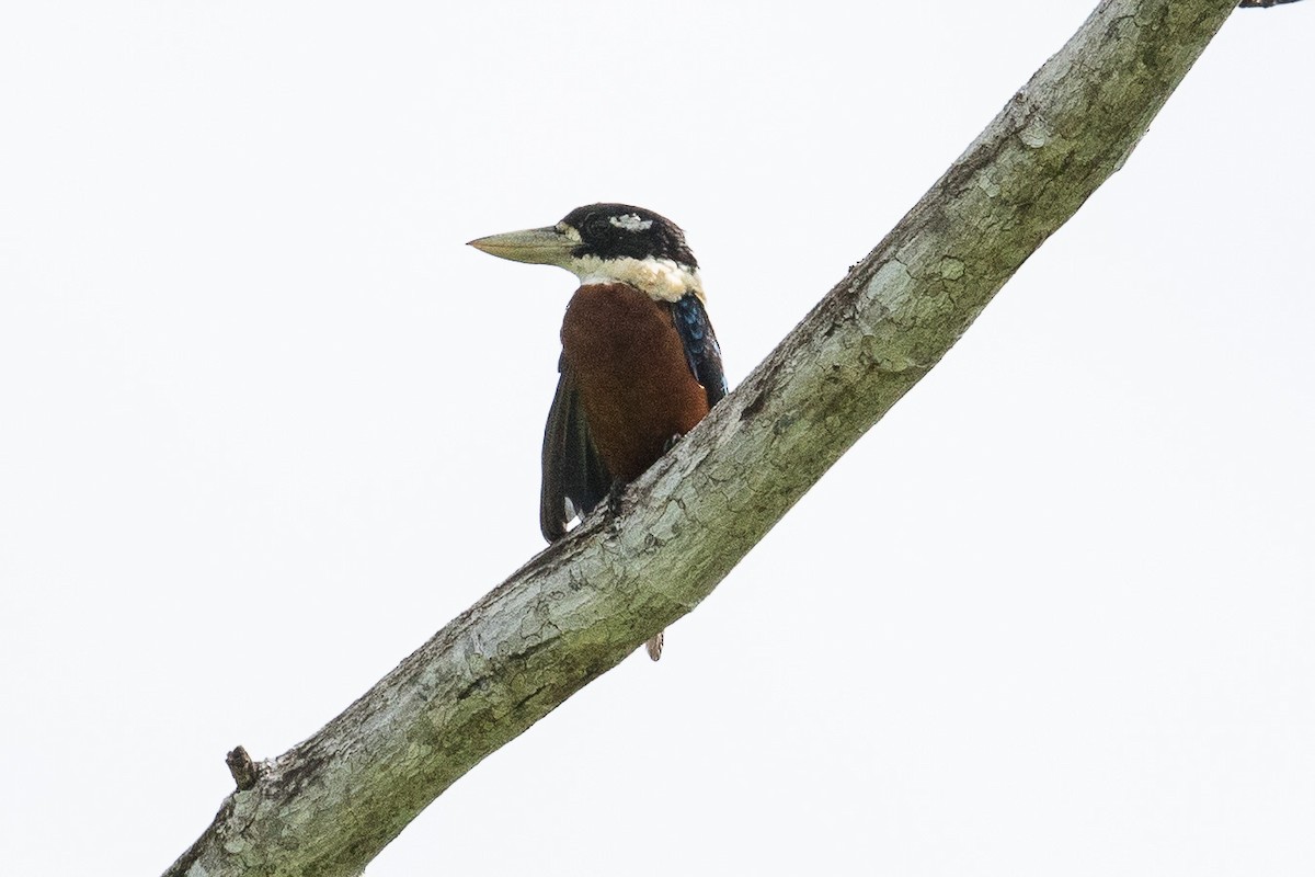 Rufous-bellied Kookaburra - ML188044981