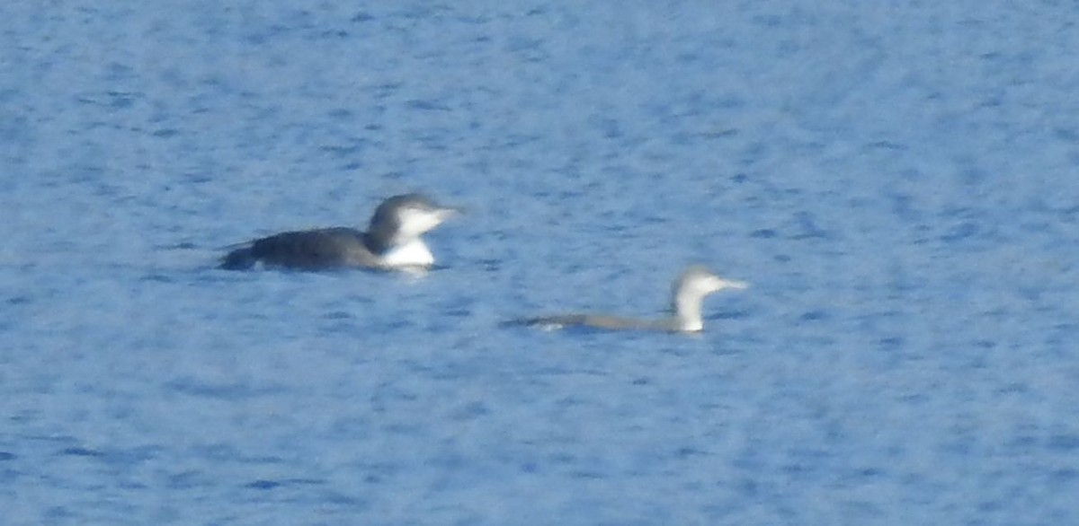 Red-throated Loon - ML188045201