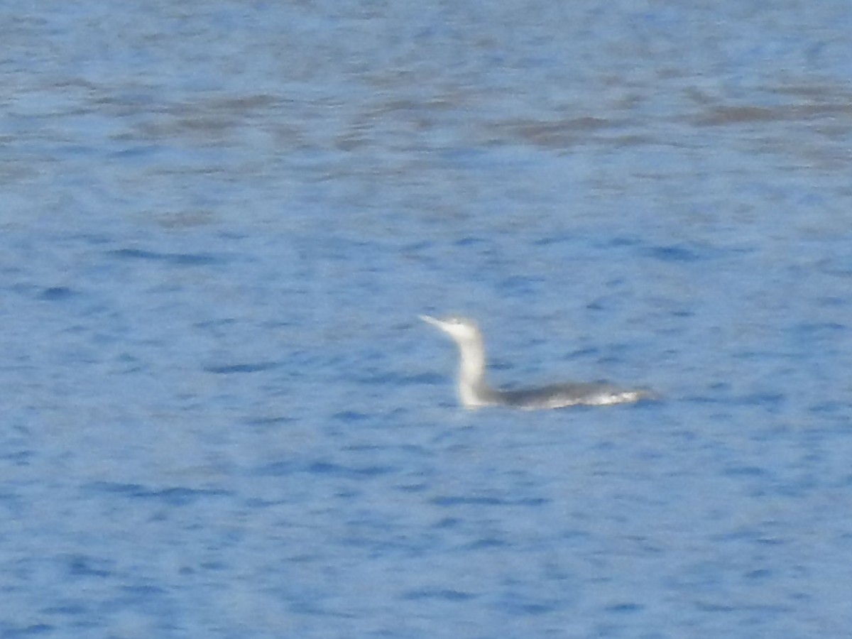 Red-throated Loon - ML188045951
