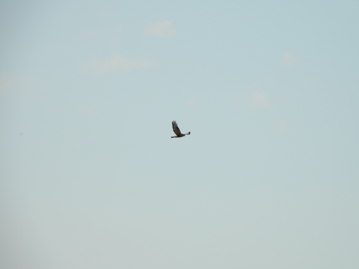 Rough-legged Hawk - ML188046081