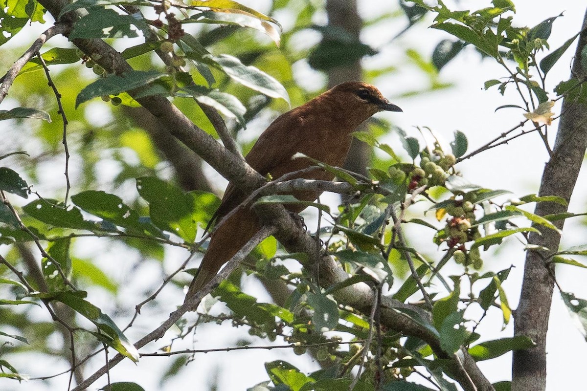 Gray-headed Cicadabird - ML188047861