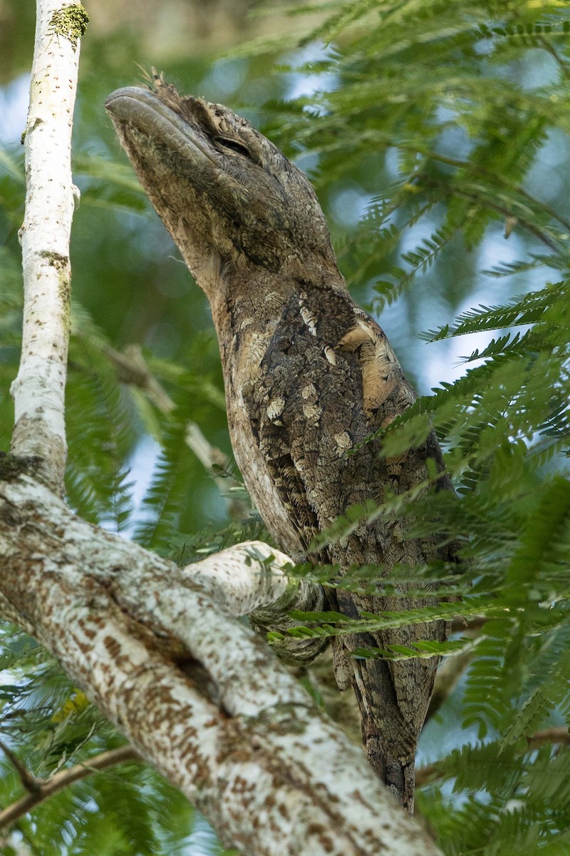 Papuan Frogmouth - ML188048391