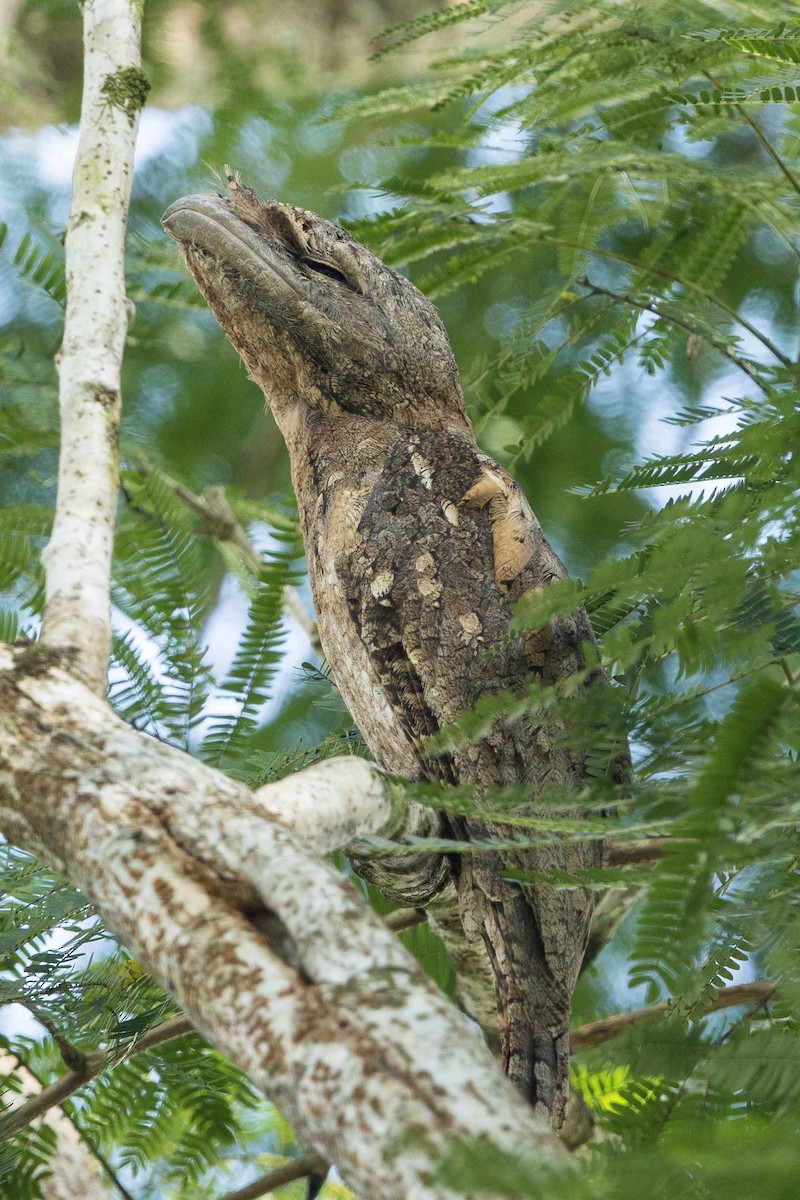 Papuan Frogmouth - ML188048401