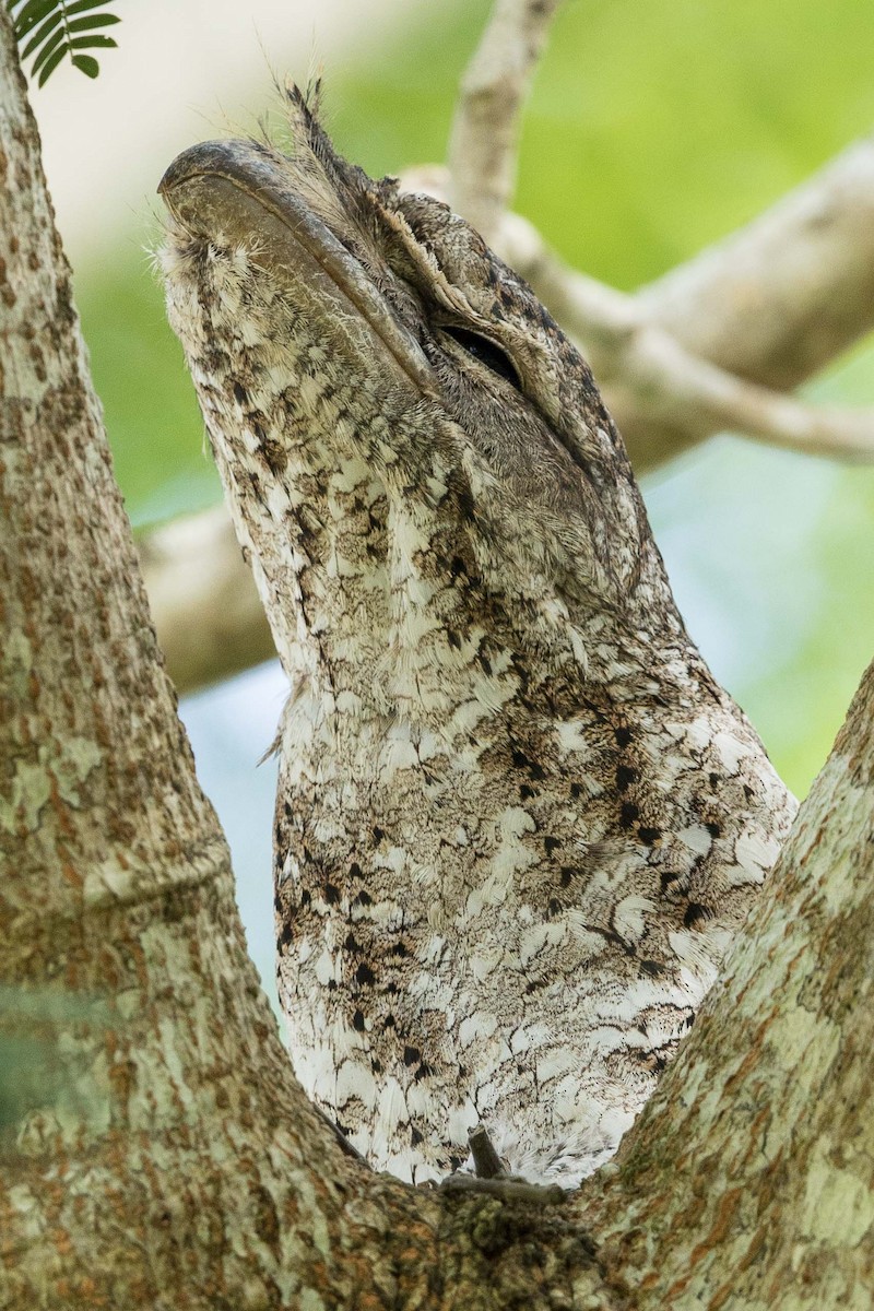 Papuan Frogmouth - ML188048491