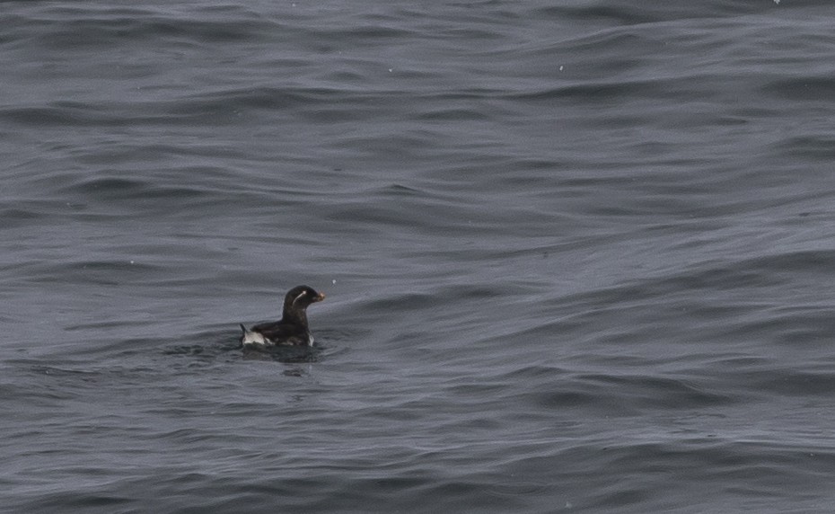 Parakeet Auklet - ML188049111