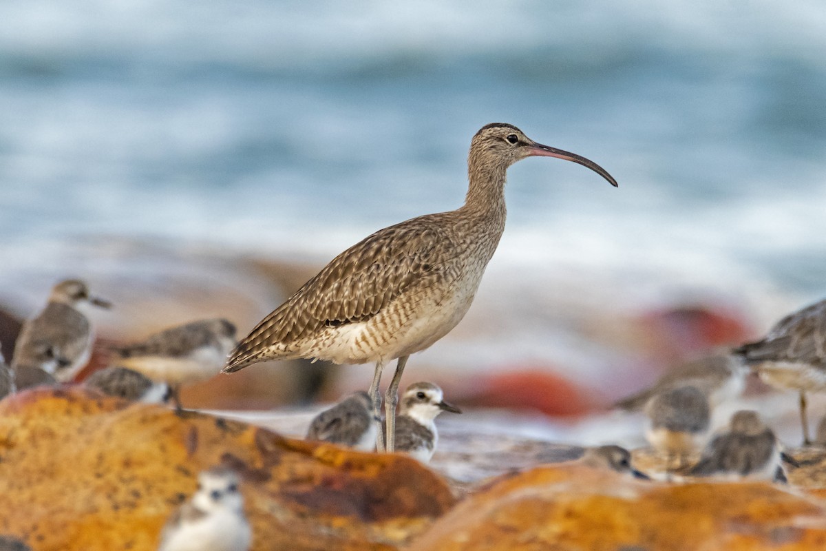 Whimbrel - ML188050571