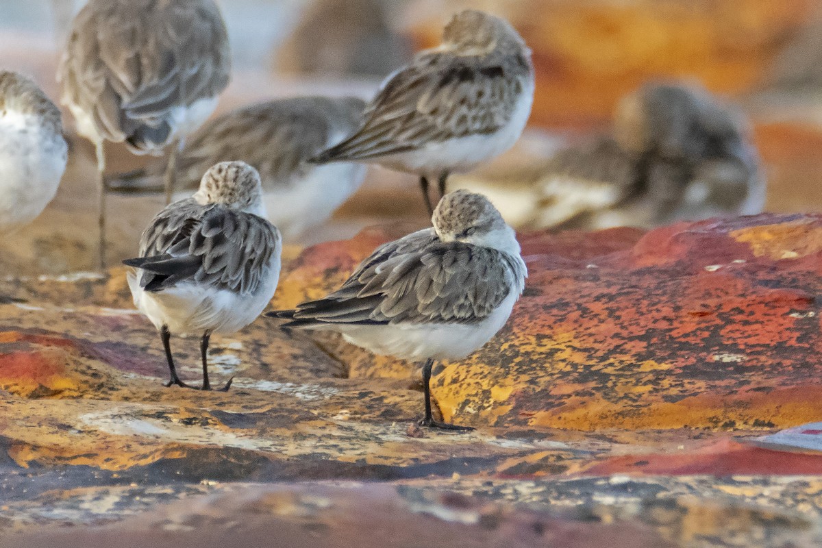 Red-necked Stint - Andreas Heikaus