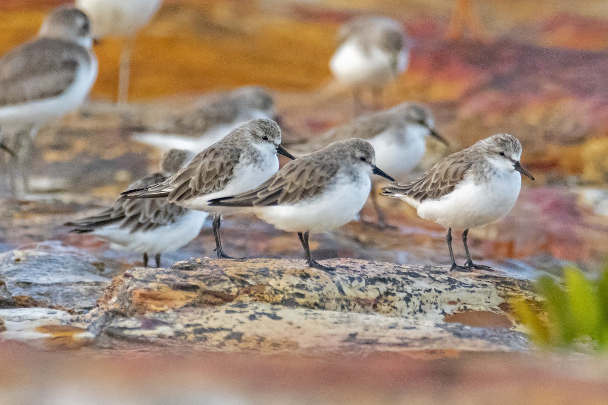 Red-necked Stint - Andreas Heikaus