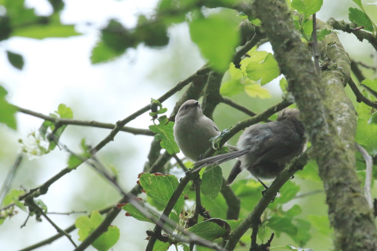 Bushtit - Bruce  McLennan