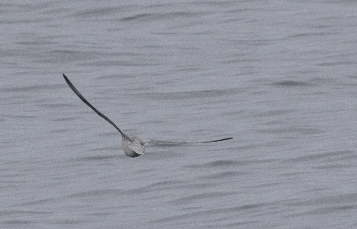 buřňák lední (ssp. glacialis/auduboni) - ML188053181