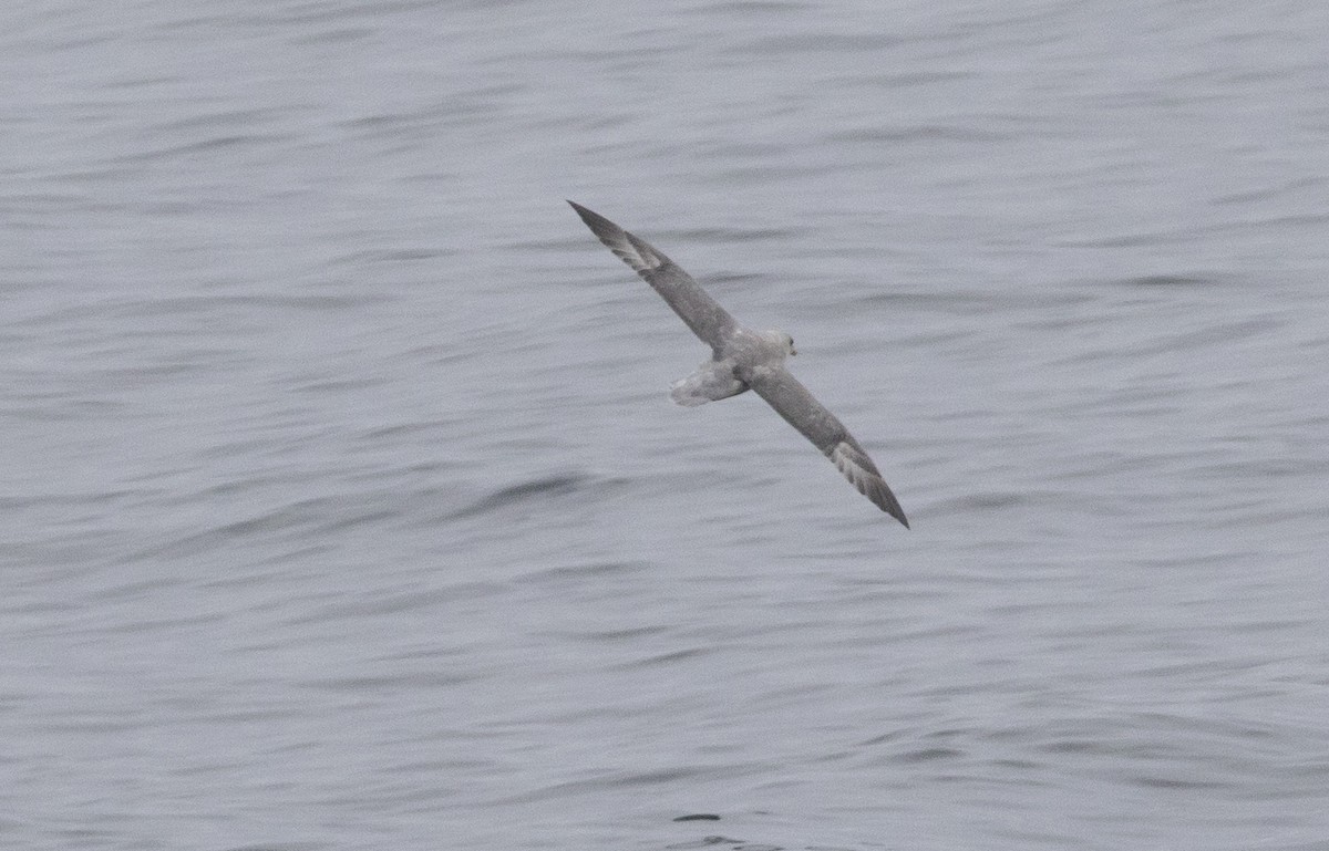 Fulmar Boreal (Atlántico) - ML188053201