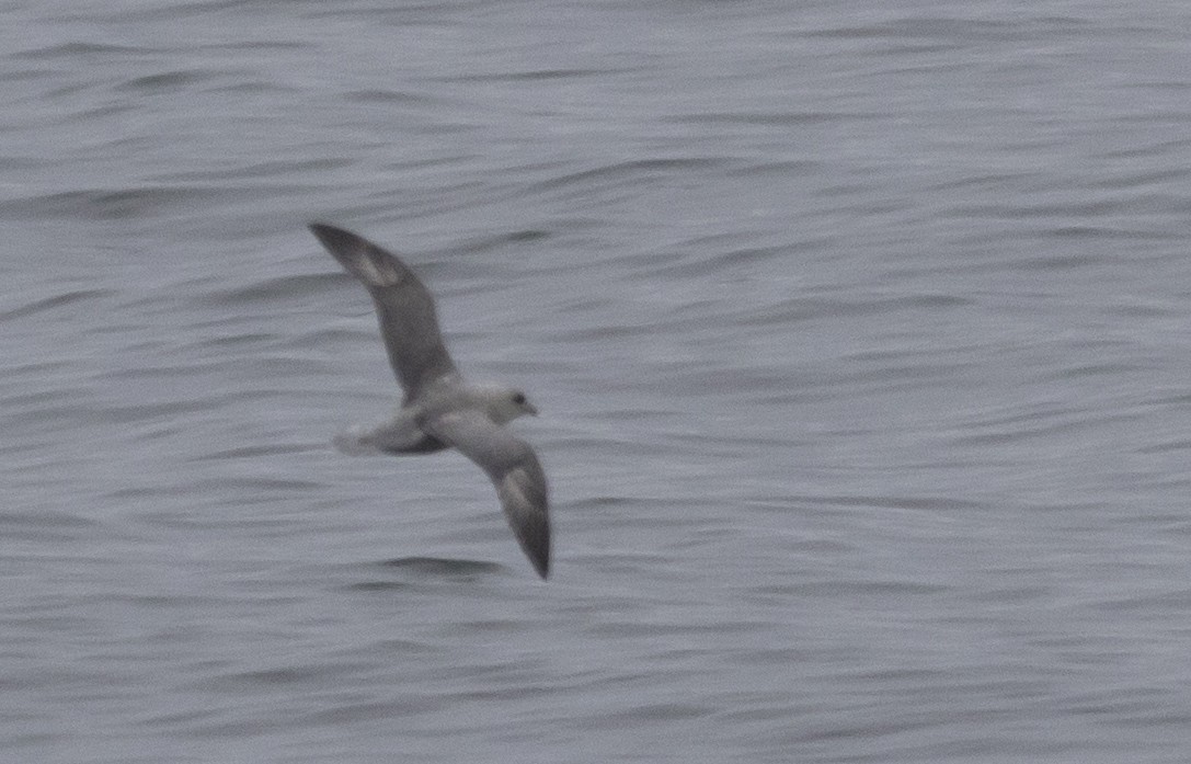 Northern Fulmar (Atlantic) - ML188053211