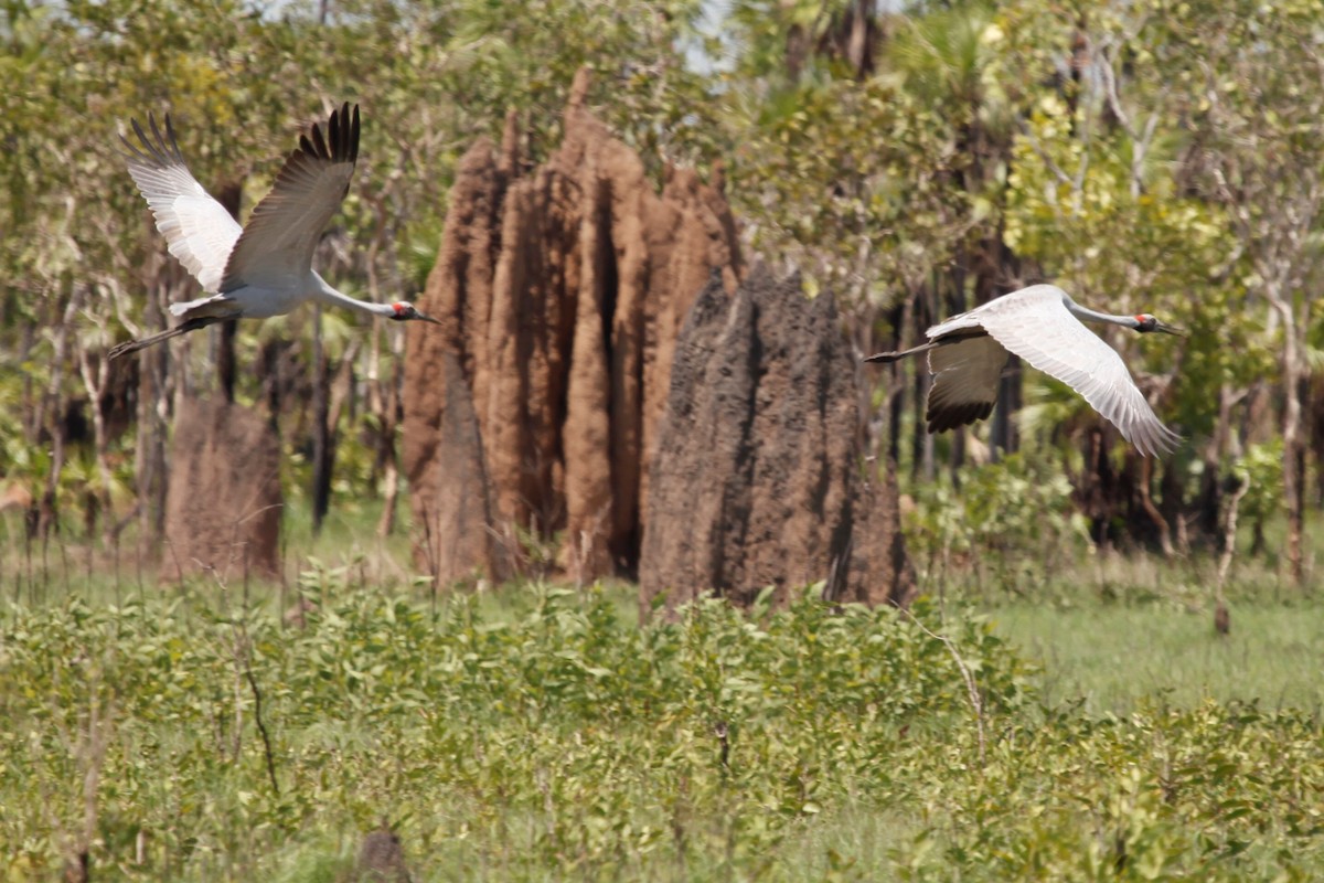 Brolga - ML188059871