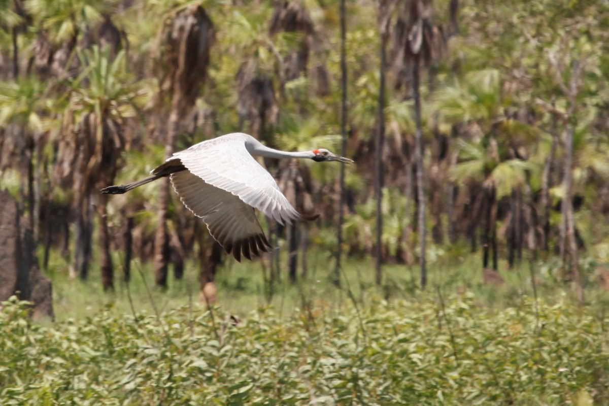 Brolga - ML188059891