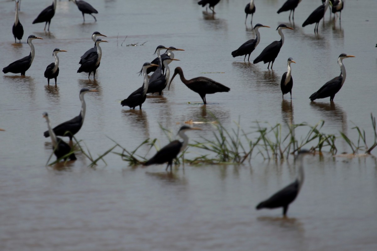 Glossy Ibis - ML188060111