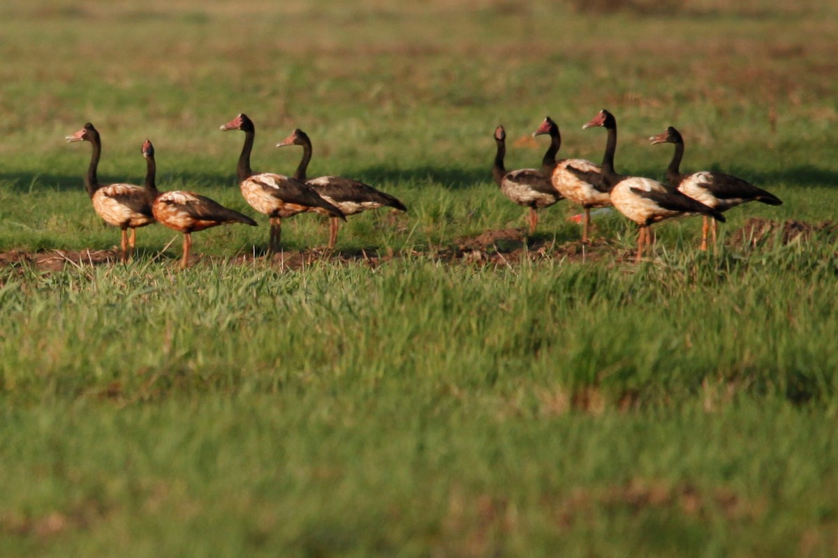 Magpie Goose - Liam Correy