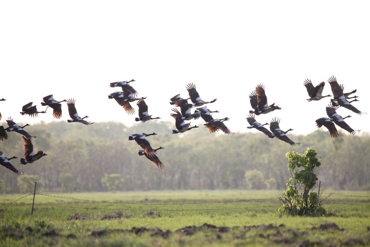 Magpie Goose - Liam Correy