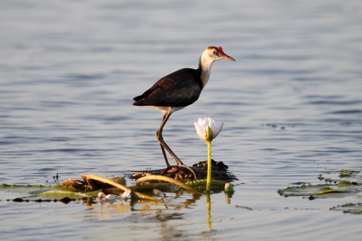 Jacana à crête - ML188060201