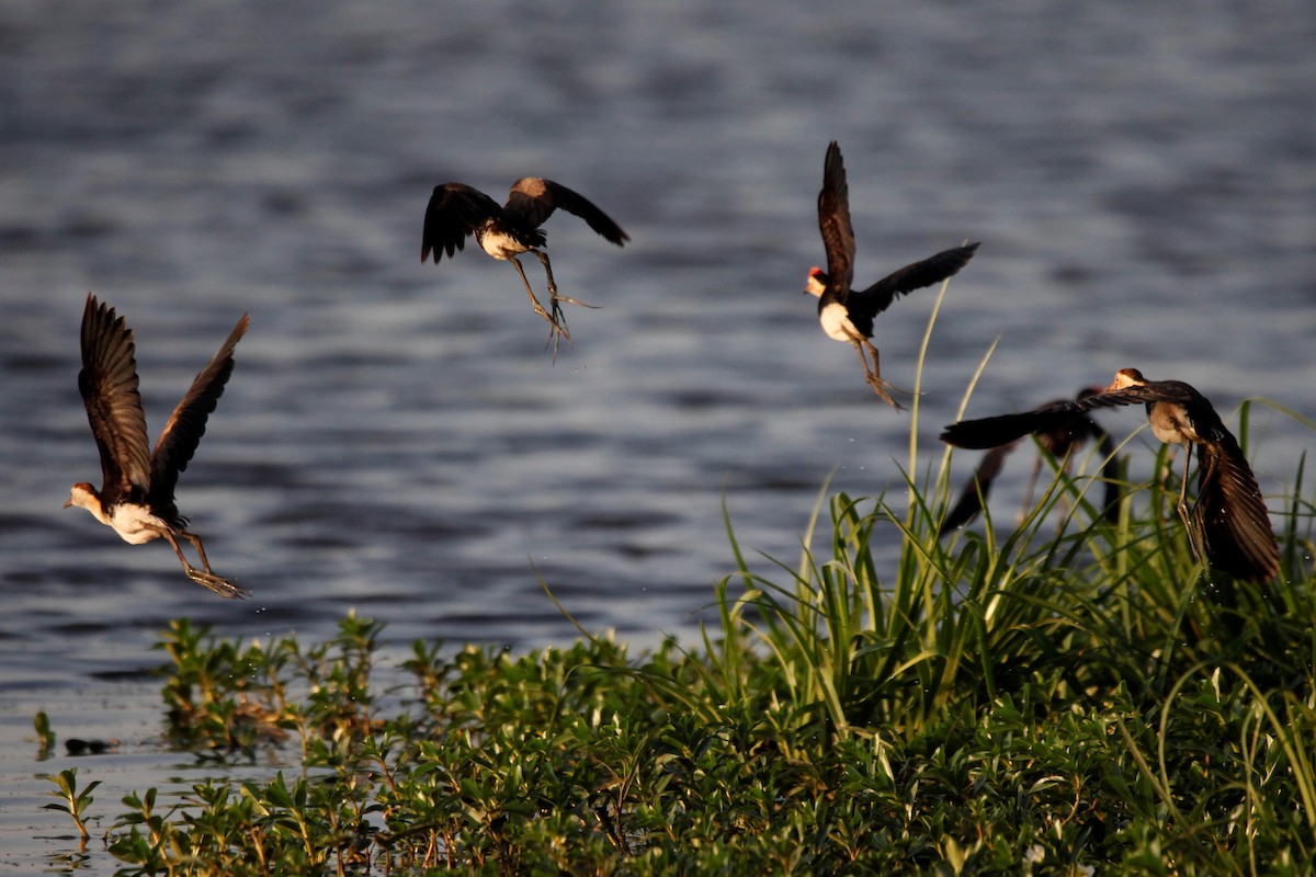 Comb-crested Jacana - Liam Correy