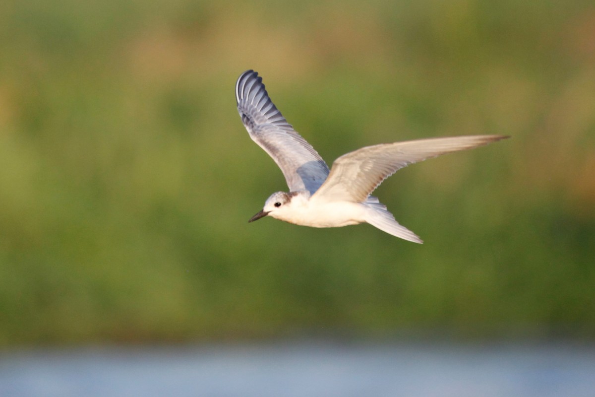 Whiskered Tern - Liam Correy