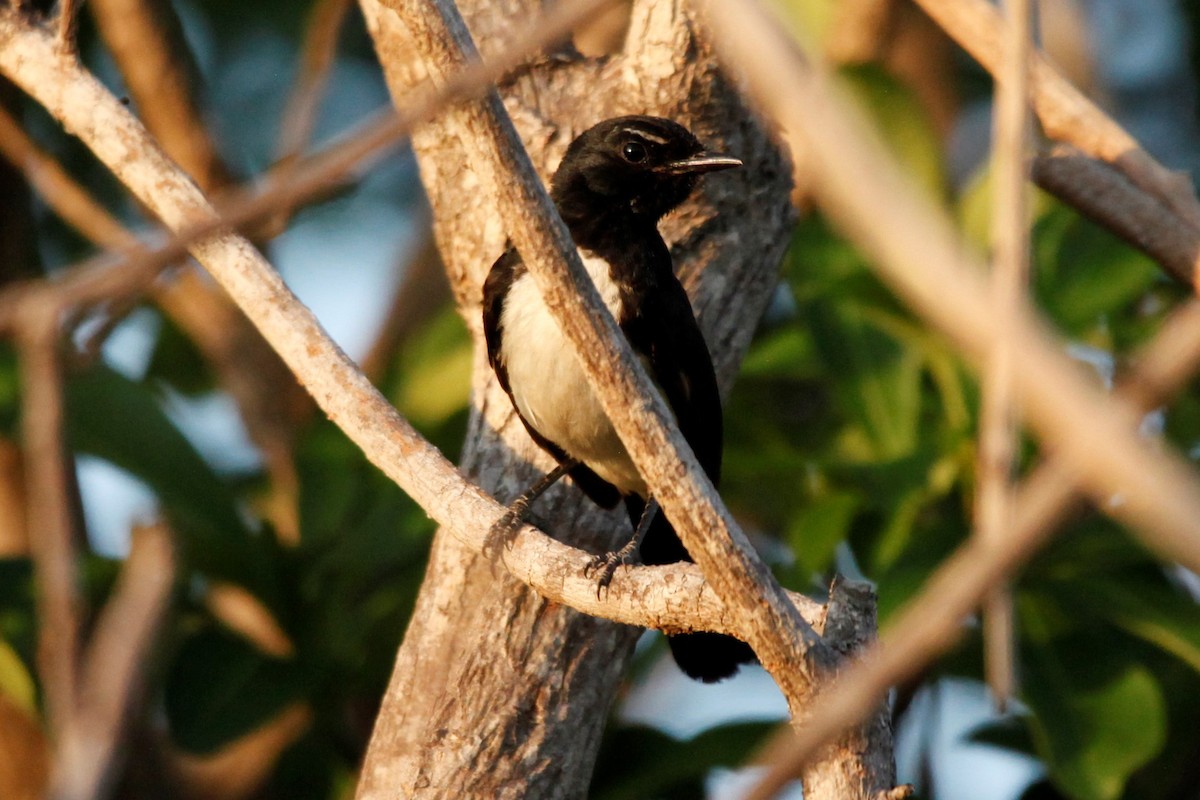 Willie-wagtail - ML188060411