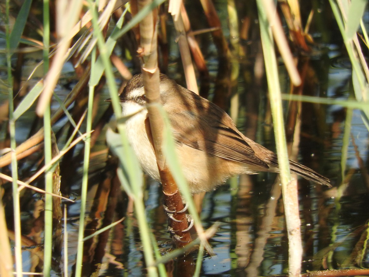 Moustached Warbler - ML188060721